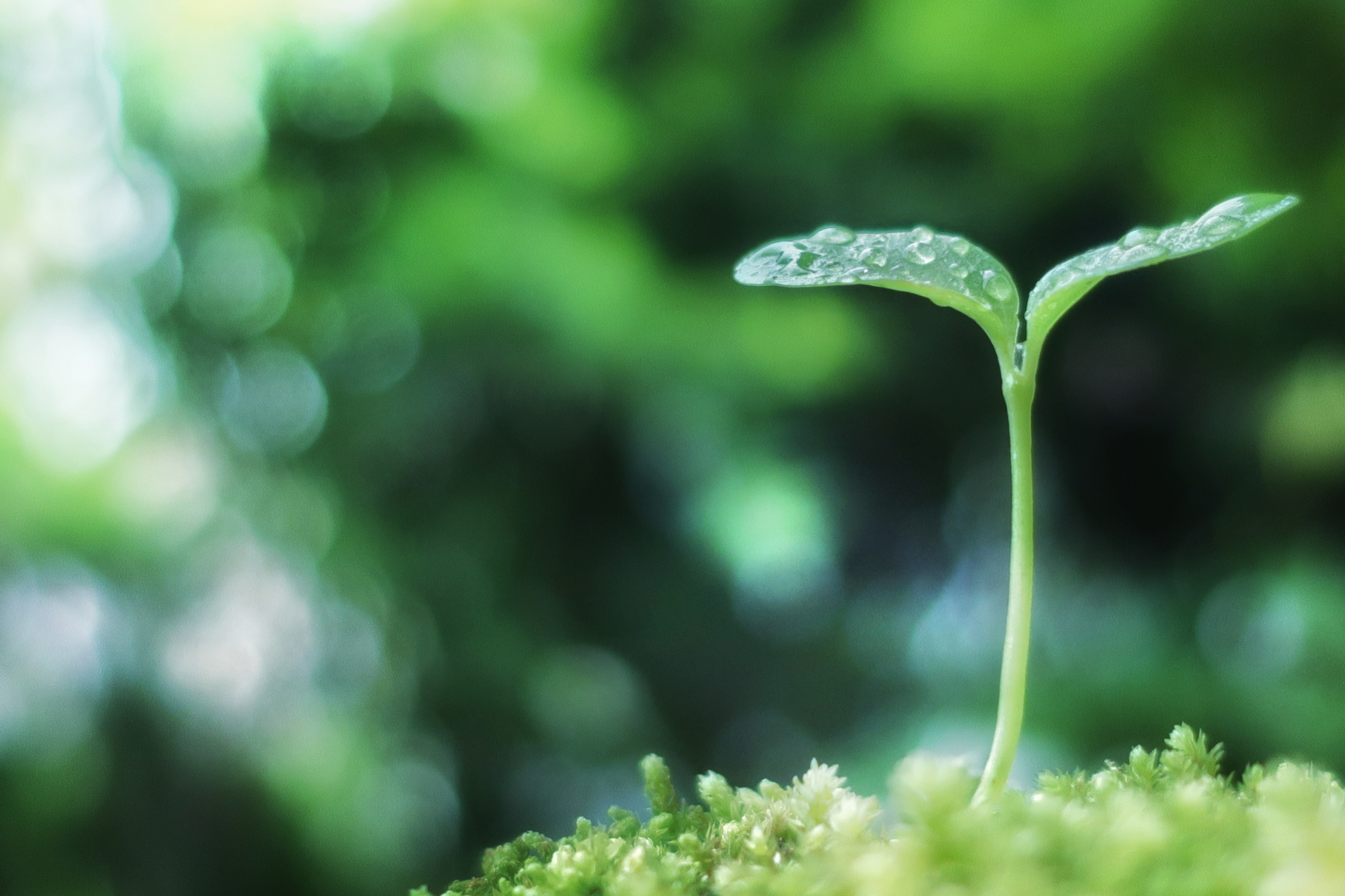 Asset Hawaii | アセットハワイ